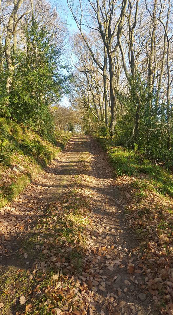 Walking for Wellbeing – My walking story and my concern for the digitally distracted